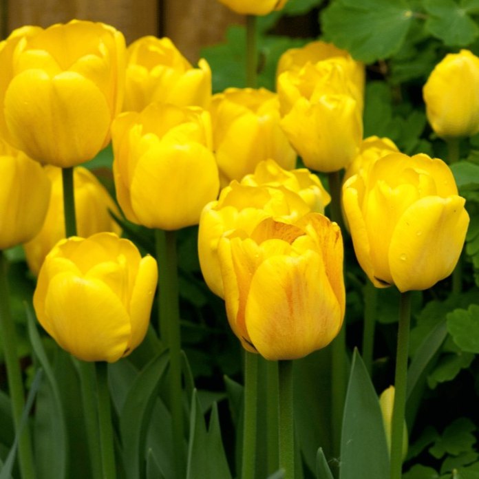 Tulipan Darwina Golden Apeldoorn